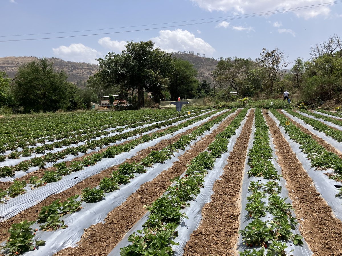 القطعة — زراعة الحقول المفتوحة في سفوح Sahyadri
