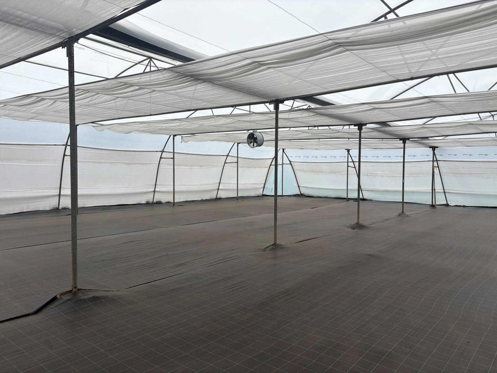 The interior of an empty, prepared polyhouse with white shade screens drawn overhead and the floor laid with ground cover, ready to receive seedlings