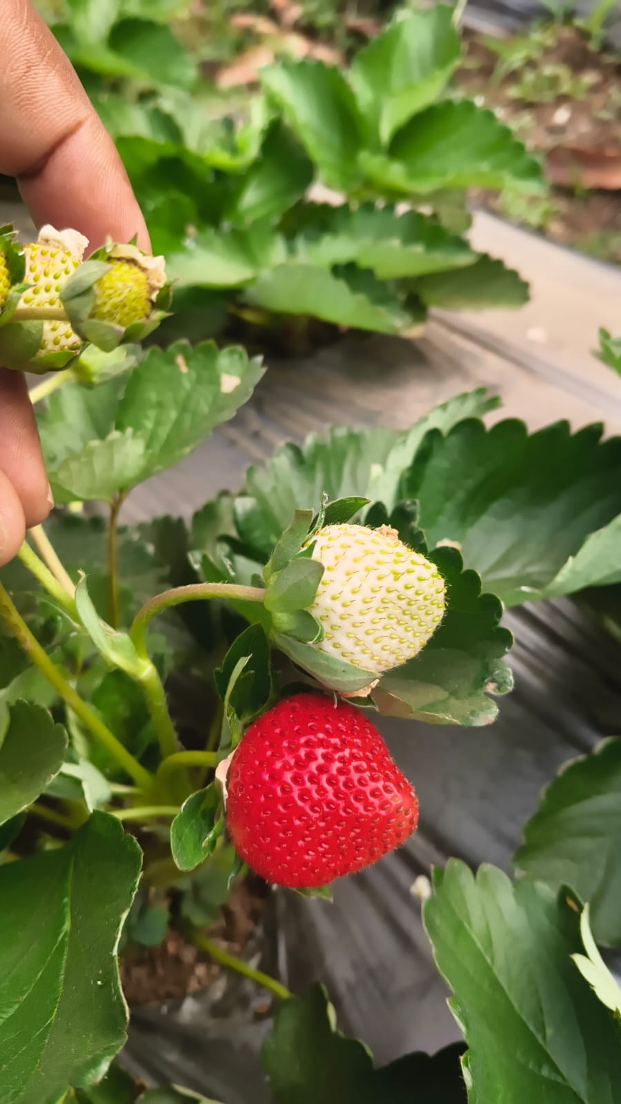 A strawberry plant in a Maharashtra field showing one ripe red berry next to an unripe white-shouldered berry — a real cultivation site with white plastic mulch