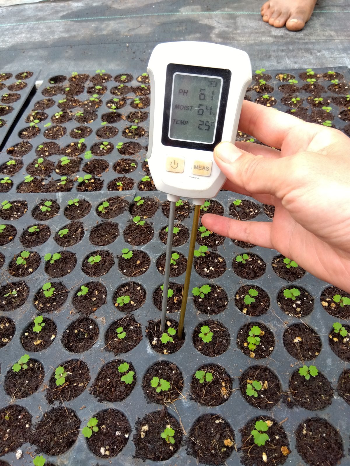 A handheld meter pushed into a tray cell of seedlings, its screen showing the media reading — pH, moisture and temperature — while the seedlings around it stand in rows