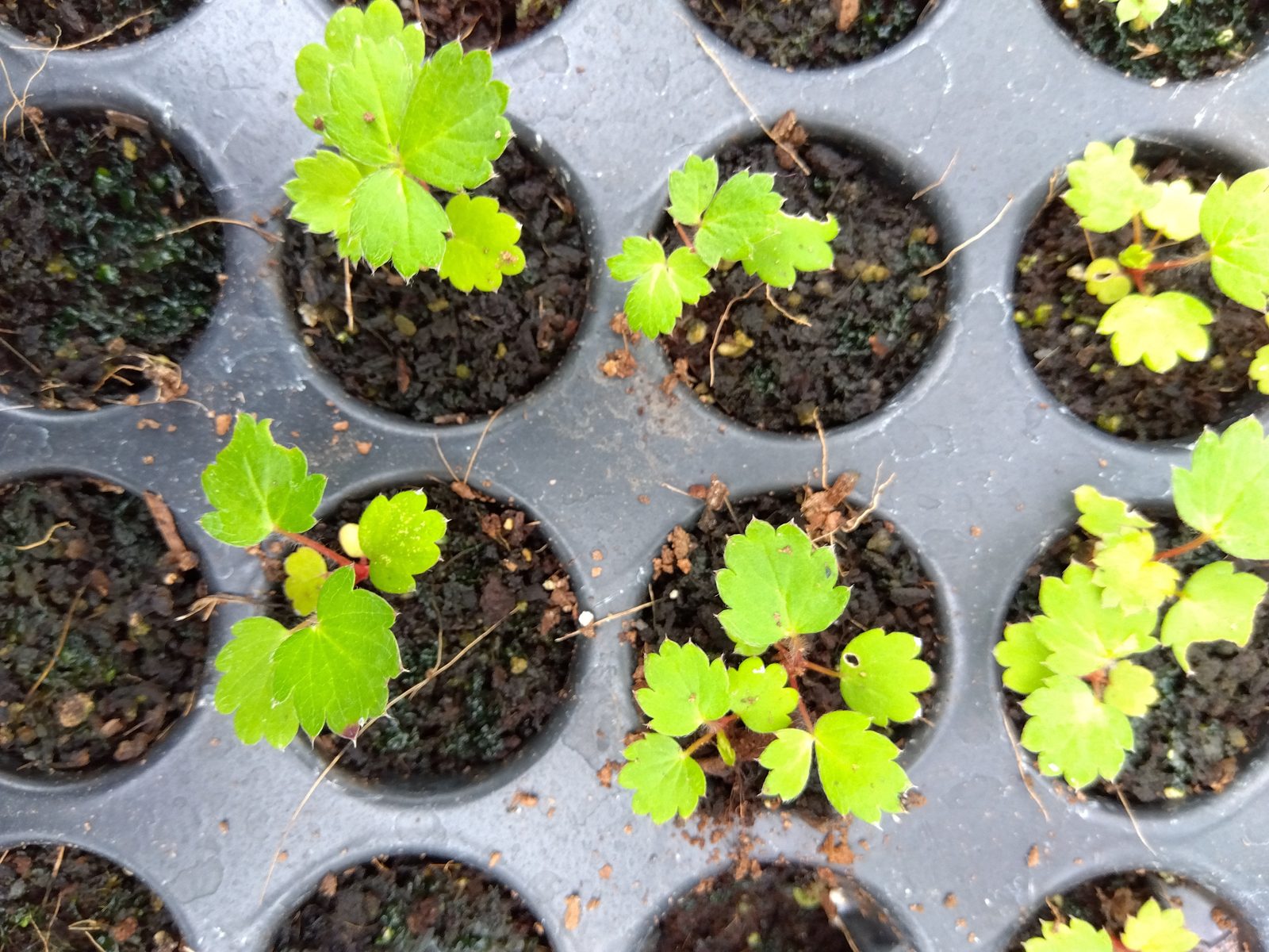 Strawberry seedlings in a nursery tray at Igatpuri, each cell holding a small plant with three or four true leaves in dark coir media