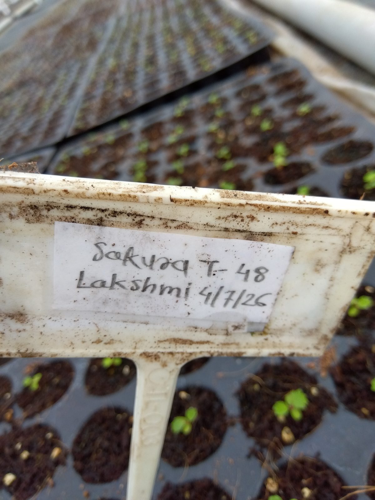 A weathered plastic tray label reading "Sakura T-48, Lakshmi 4/7/26" above cells of germinating seedlings