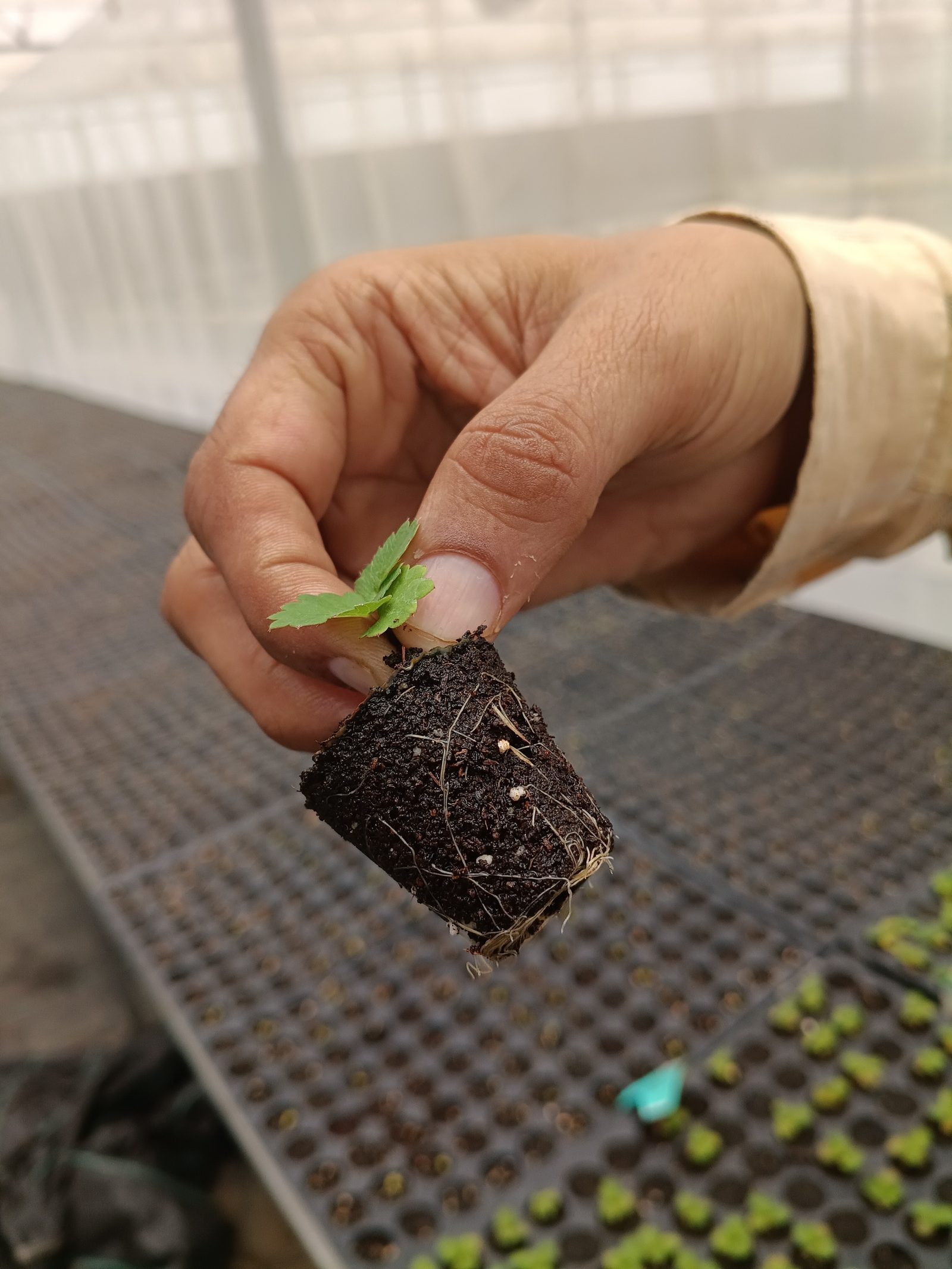 A healthy strawberry seedling lifted from its tray, roots already binding the plug of media