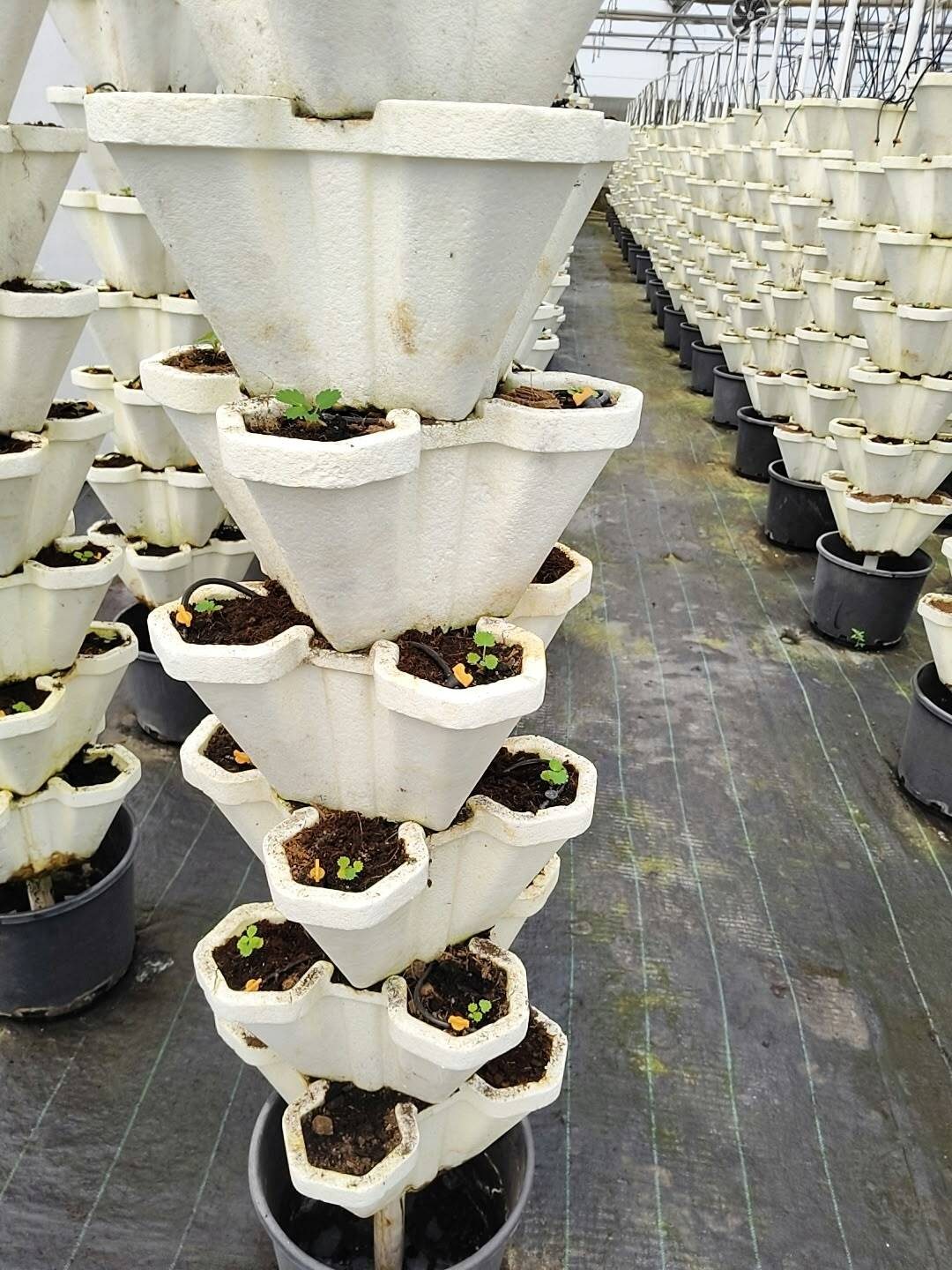 A freshly planted stack of vertical pots inside the Igatpuri greenhouse — a column of white foam pots, each holding a single small strawberry seedling, with rows of identical stacks receding behind it