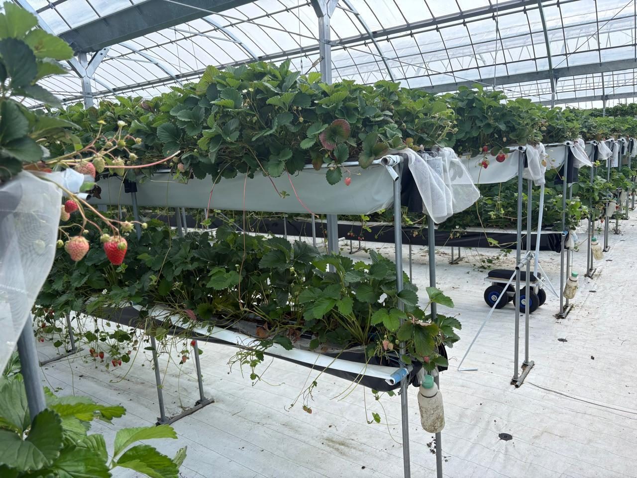 Field notes: two days of training at Suzuki Farm, Japan