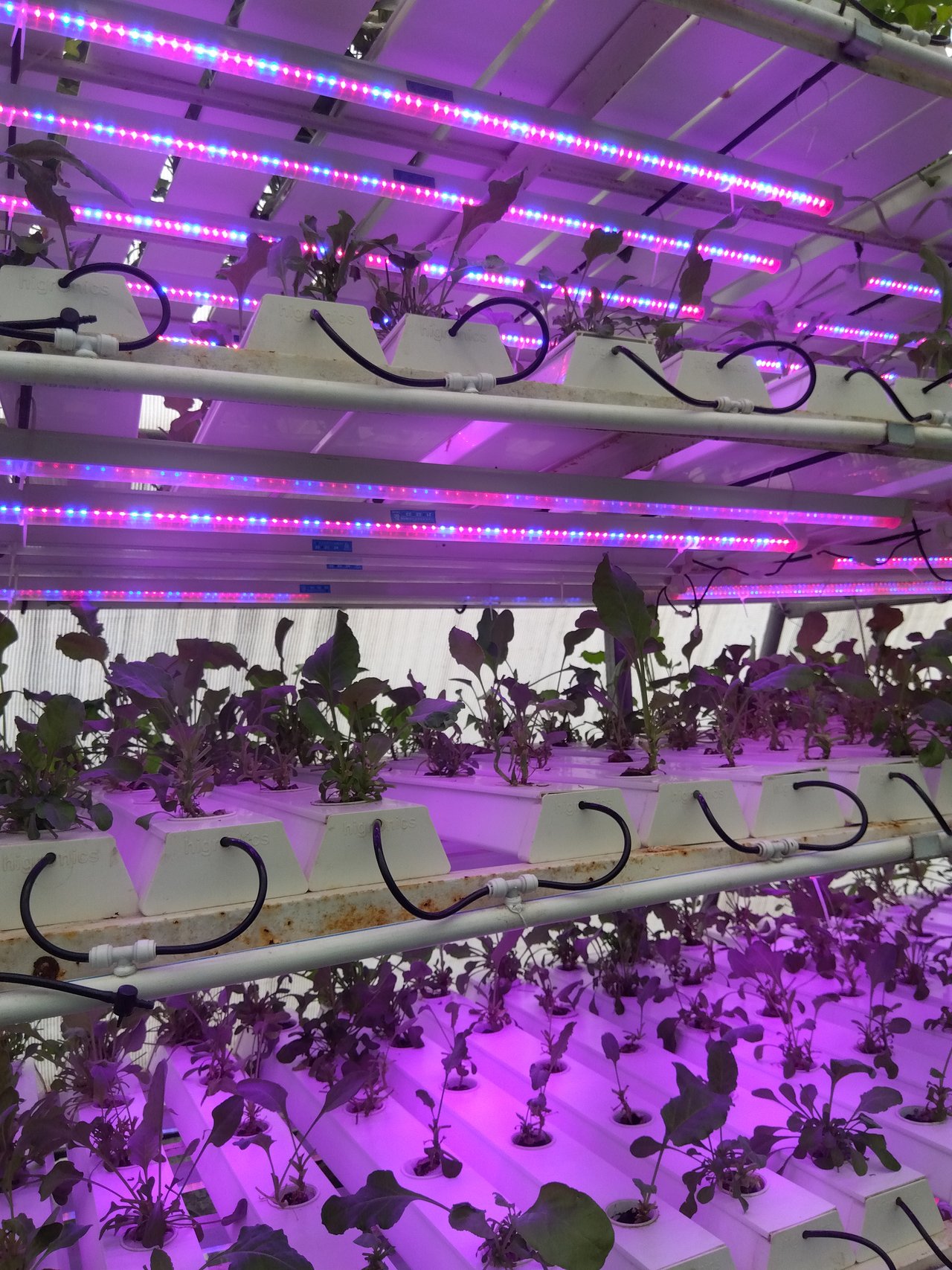 施設の環境制御エリアで、マゼンタと青のLED栽培灯の下に並ぶ植物の垂直棚